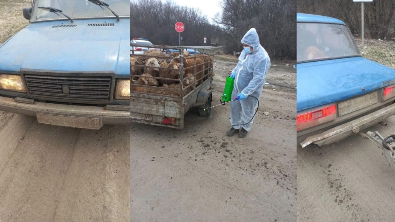 Овец-нелегалов накрыли в&nbsp;Воронежской области
