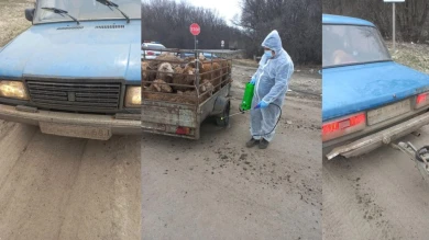 Овец-нелегалов накрыли в Воронежской области