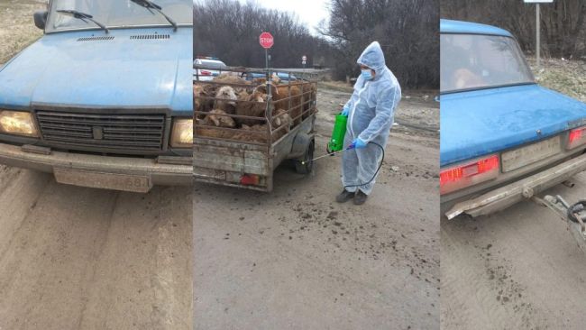 Овец-нелегалов накрыли в Воронежской области