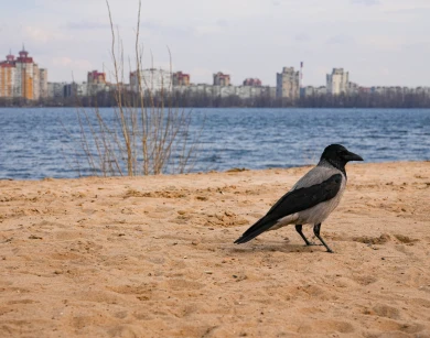 Прогноз погоды в Воронеже на субботу, 28 марта