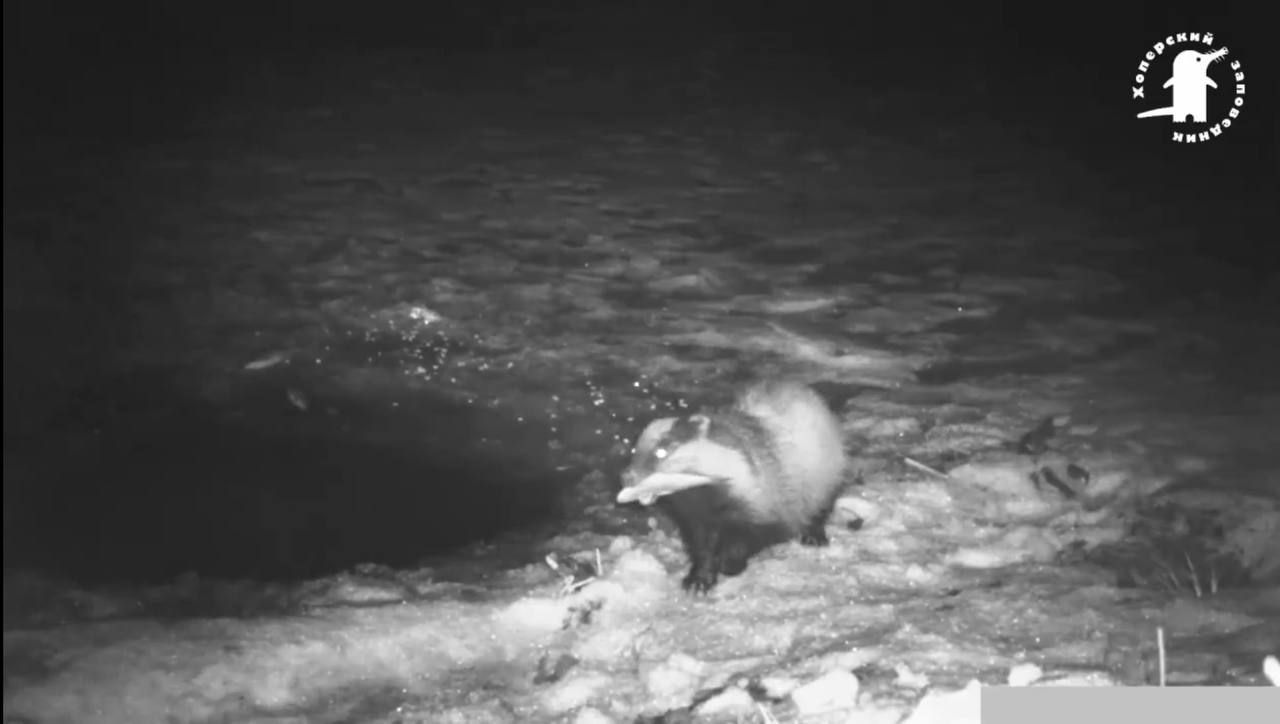 Воронежцам показали, чем занимаются дикие животные по&nbsp;ночам (ВИДЕО)