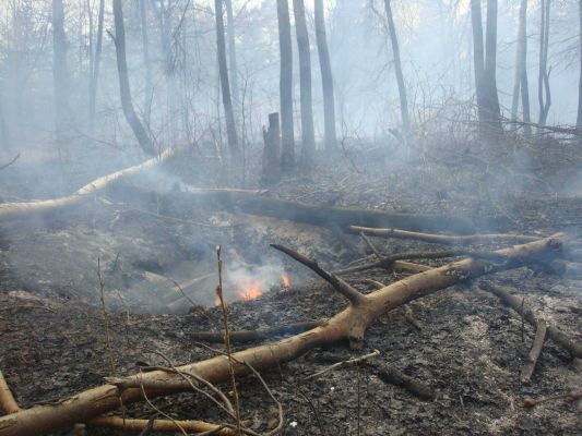 Лес загорелся у воронежской больницы 