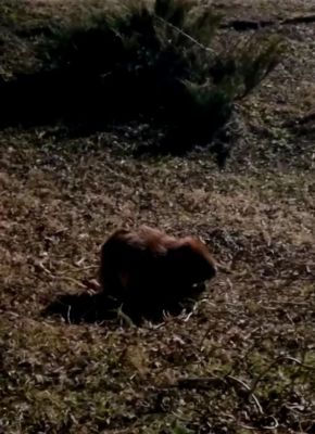 Бобриха-диверсант валит деревья у родника «Монахова криница» под Белгородом