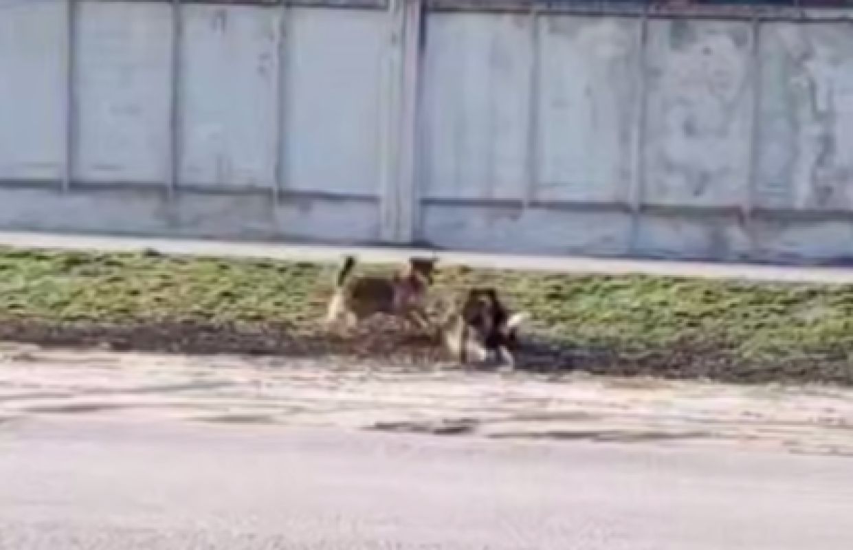 Свора псов чуть не растерзала байбака в Воронежской области