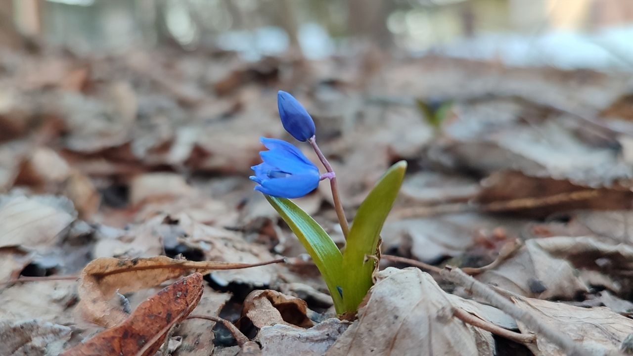 Муравьи сажают первоцветы в Липецкой области
