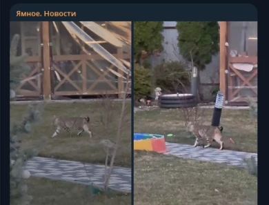 Бесхвостую «рысь» заметили на прогулке под Воронежем