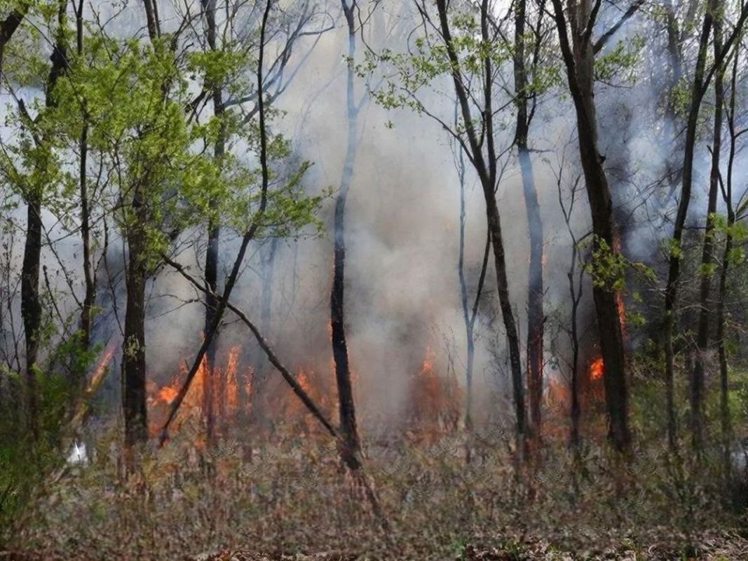 Липецкое правительство объявило о начале пожароопасного сезона