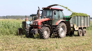 Что будет с урожаем и ценами на продукты осенью и зимой в Воронеже