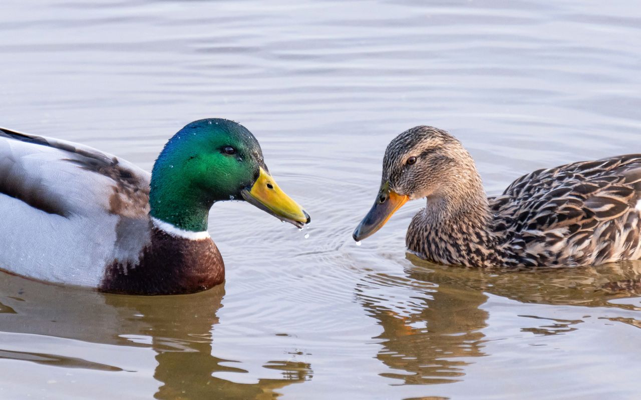 Прогноз погоды в Воронеже на среду, 1 апреля