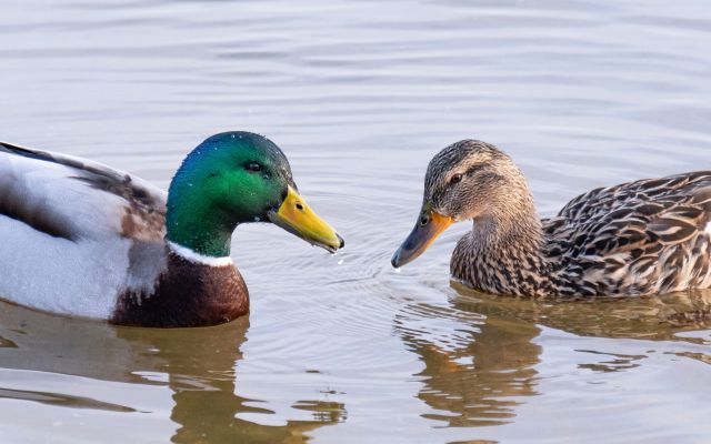 Прогноз погоды в Воронеже на среду, 1 апреля