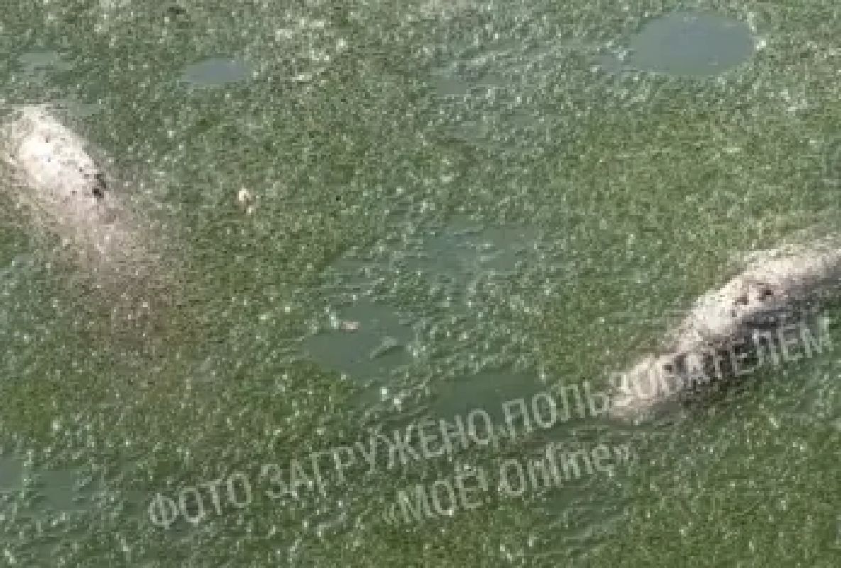 На массовую гибель рыб в Лебедином озере пожаловались воронежцы