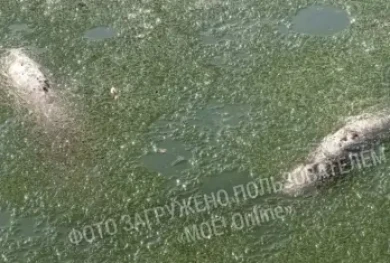 На массовую гибель рыб в Лебедином озере пожаловались воронежцы