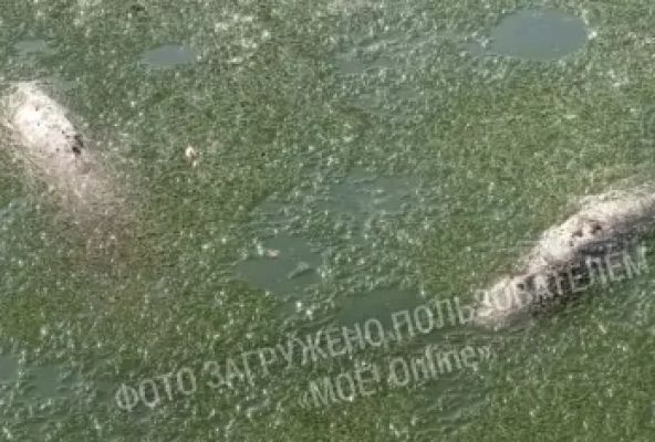 На массовую гибель рыб в Лебедином озере пожаловались воронежцы