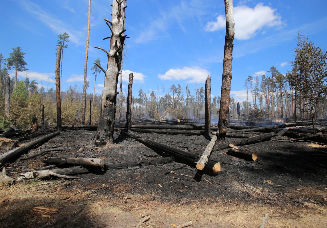 Противопожарный режим ввели в Воронеже: что нельзя делать в лесу и на участке&nbsp;