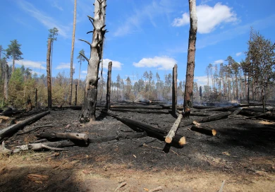 Пожароопасный сезон начался в Воронеже: что нельзя делать в лесу и на участке 