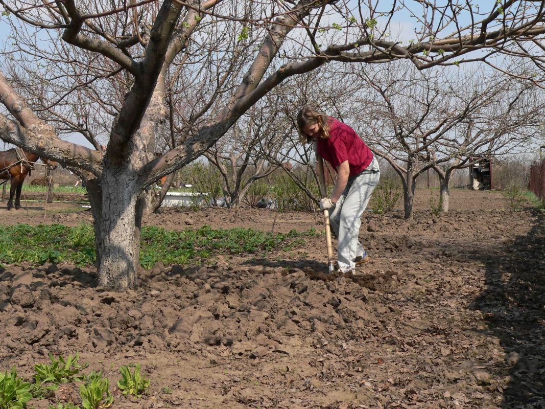 Десять главных дел на дачном участке, которые нужно успеть в апреле