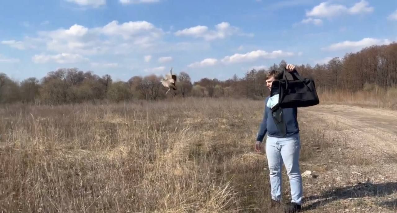Дикую птицу с&nbsp;длинным клювом выпустили на&nbsp;волю воронежские волонтёры