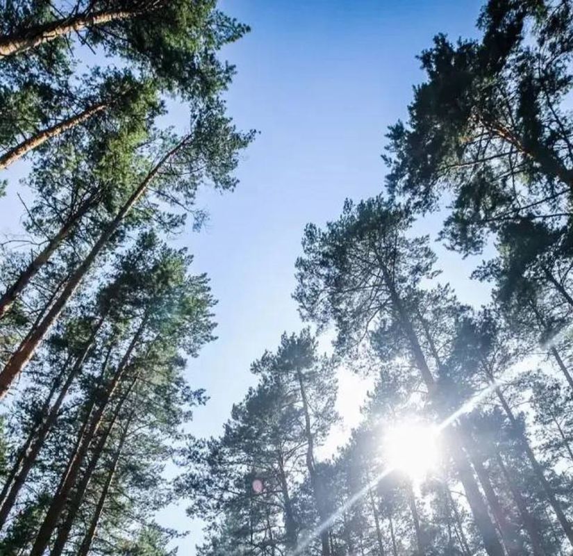 В Липецкой области любителей пикников не пустят в леса