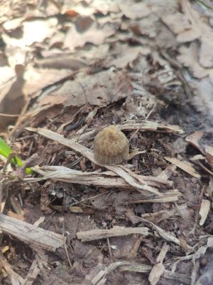 Аномально ранний грибной сезон открыли воронежцы