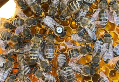 За гибель 50 пчелосемей пасечник потребовал три миллиона