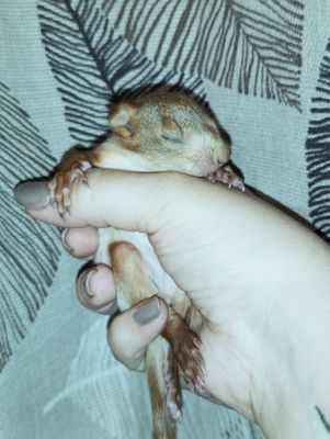 Крохотного бельчонка, выпавшего из гнезда, нашли в воронежском парке