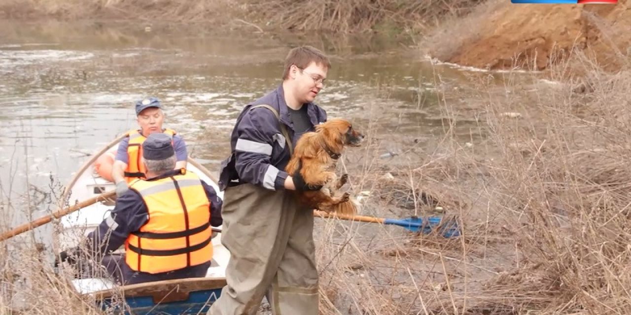 Под Липецком спасатели вытащили обессиленного щенка из полыньи