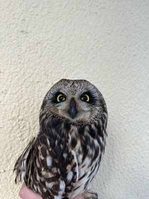 Сову с открытым переломом крыла не удалось спасти воронежским волонтёрам