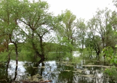 Из-за разгула стихии закрыли экотропу в Хопёрском заповеднике