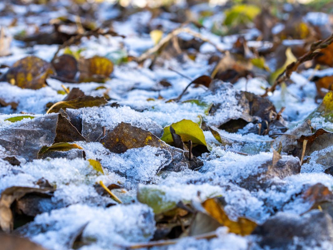 Снег будет идти в Воронеже несколько ночей подряд
