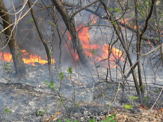 Четыре ландшафтных пожара разгорелись в Воронеже 