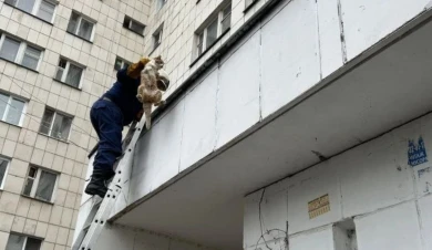 Пушистого непоседу спасли с козырька дома в Воронеже 