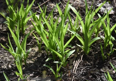 Прогноз погоды в Воронеже на среду, 8 апреля 