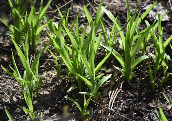 Прогноз погоды в Воронеже на среду, 8 апреля 