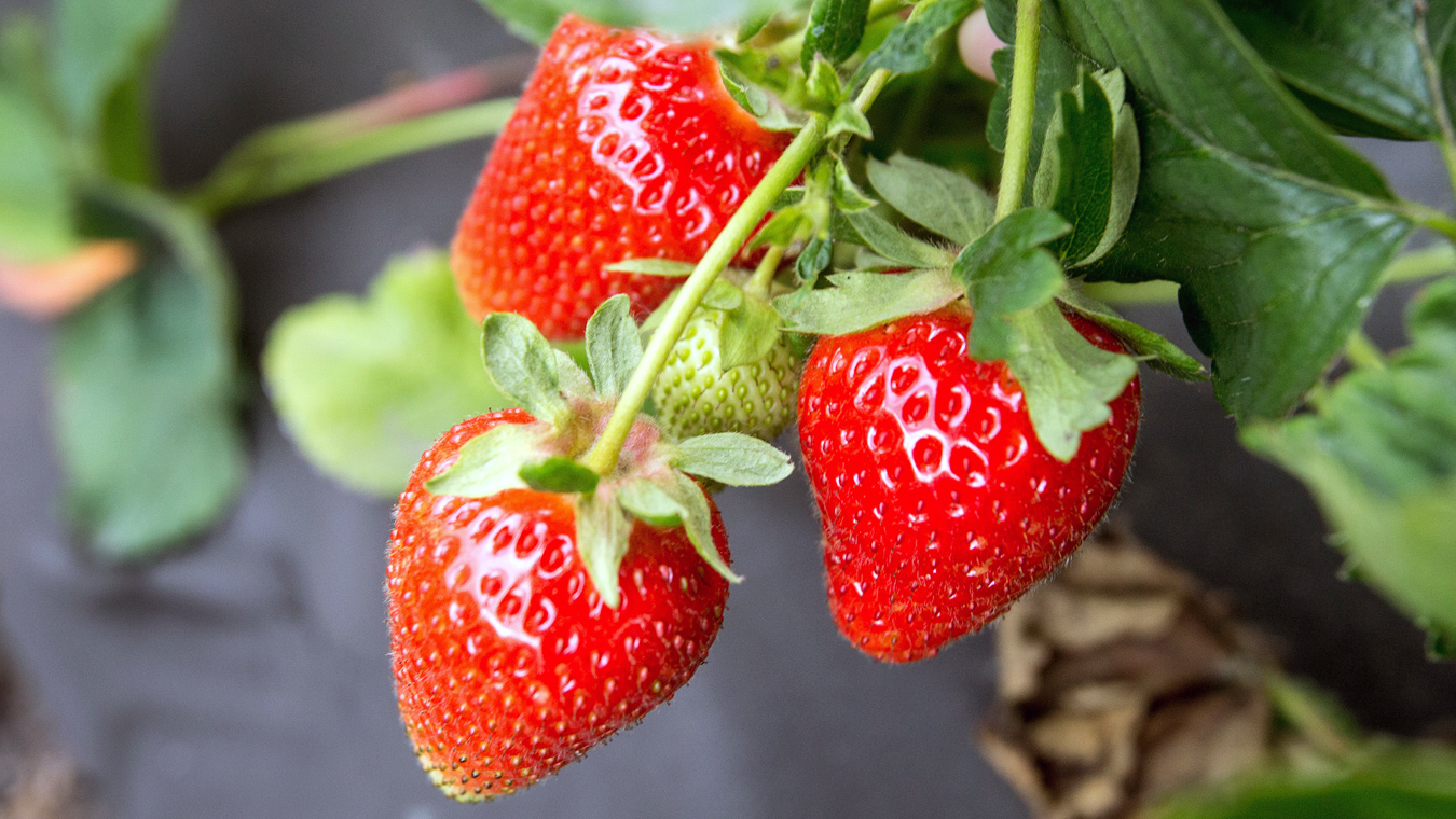 Сделайте это с клубникой весной — и летом будете с урожаем