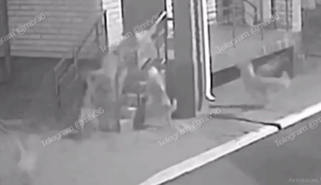 Свора псов, растерзавшая кошку, держит в&nbsp;страхе жителей села под&nbsp;Воронежем