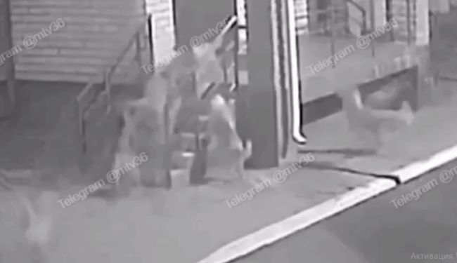 Что сделают с собаками, кошмарящими местных жителей под Воронежем