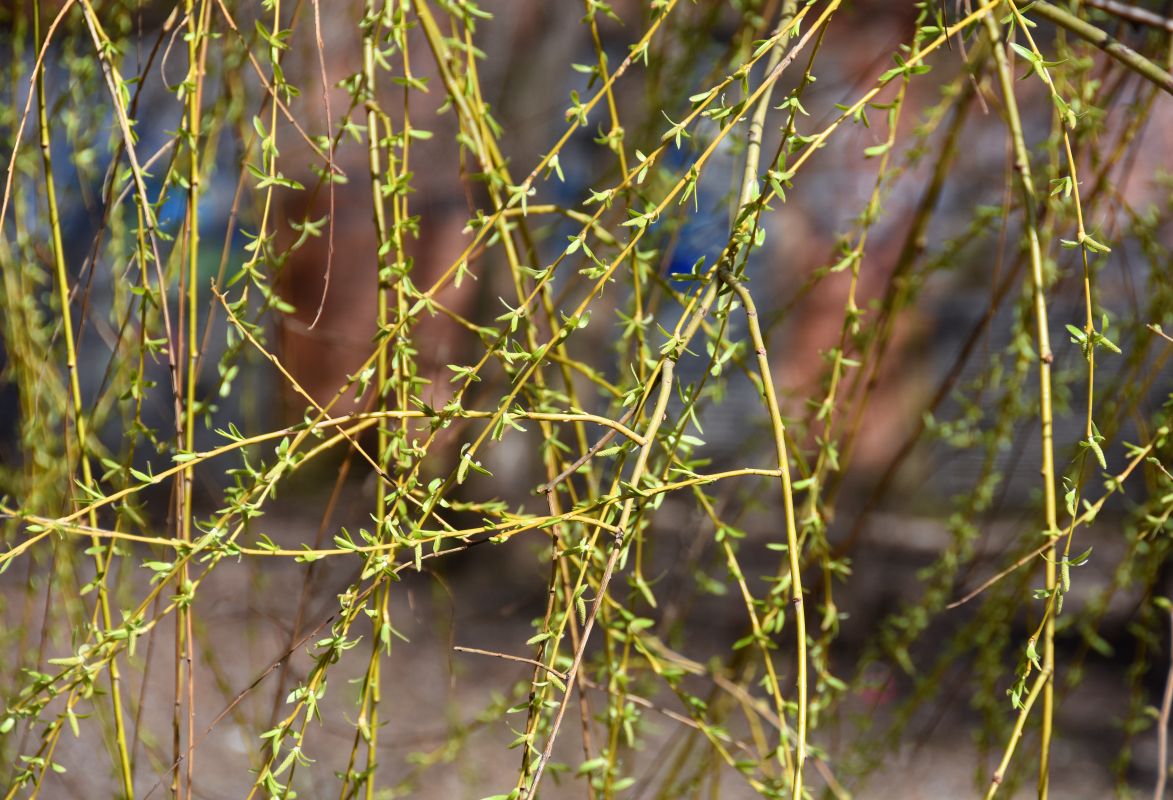 Выяснилось, когда тепло и солнце вернутся в Воронеж