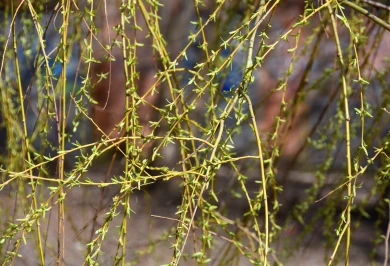 Выяснилось, когда тепло и солнце вернутся в Воронеж