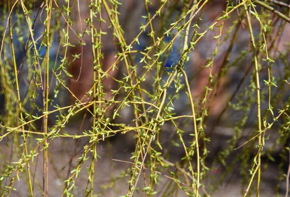 Выяснилось, когда тепло и солнце вернутся в Воронеж