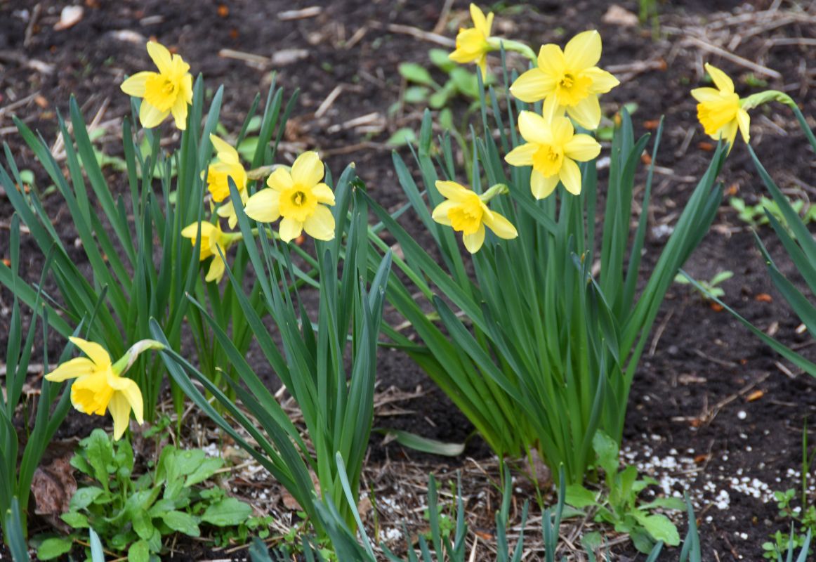 Прогноз погоды в Воронеже на четверг, 9 апреля