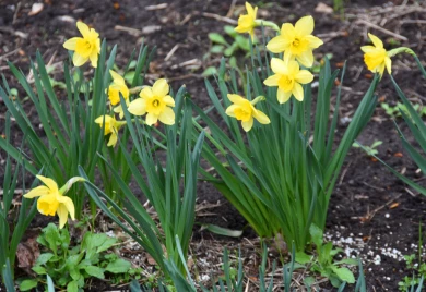 Прогноз погоды в Воронеже на четверг, 9 апреля