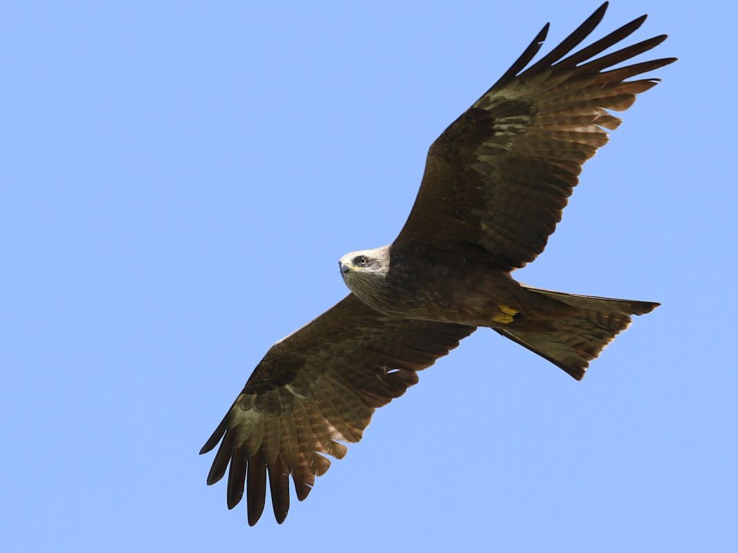 Чёрные коршуны вернулись с&nbsp;зимовки в&nbsp;Воронежскую область раньше срока