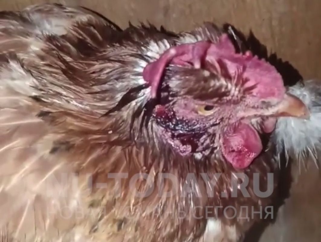 Растерзали 20 кур: новые жертвы озверевшей стаи собак в&nbsp;Новой Усмани