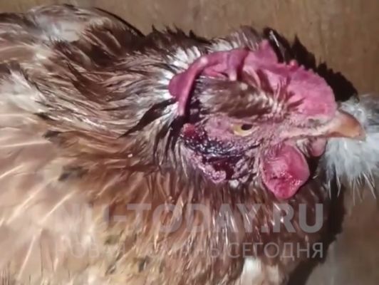 Растерзали 20 кур: новые жертвы озверевшей стаи собак в Новой Усмани