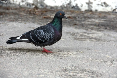 Прогноз погоды в Воронеже на пятницу, 10 апреля 