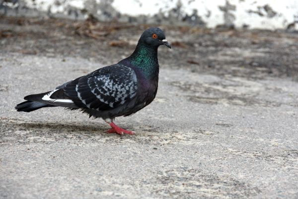 Прогноз погоды в Воронеже на пятницу, 10 апреля 