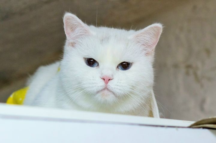 Пушистые герои ищут семьи: истории, характеры и фото кошек, готовых к переезду