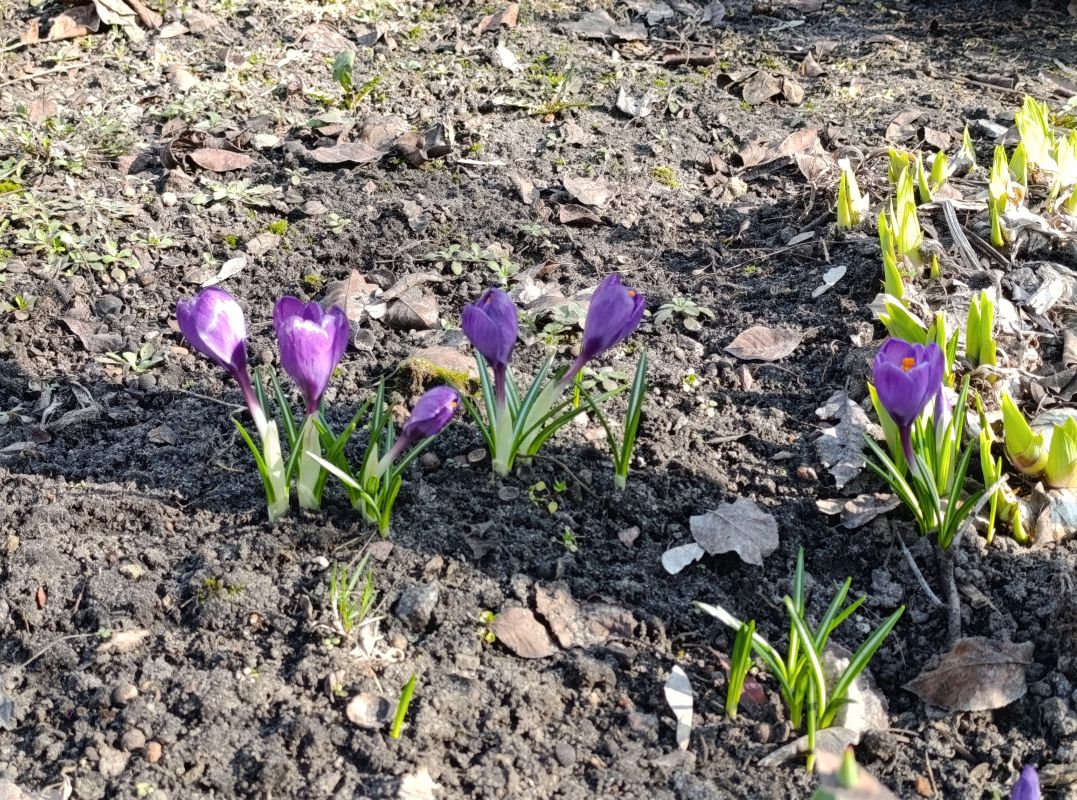 Потепление до&nbsp;+18° вернётся в&nbsp;Воронеж