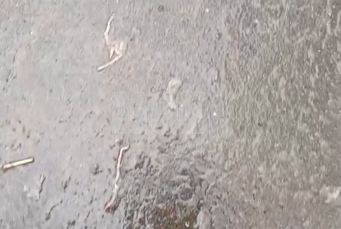 «Они захватывают город!» Воронежцы сняли на видео нашествие червяков&nbsp;