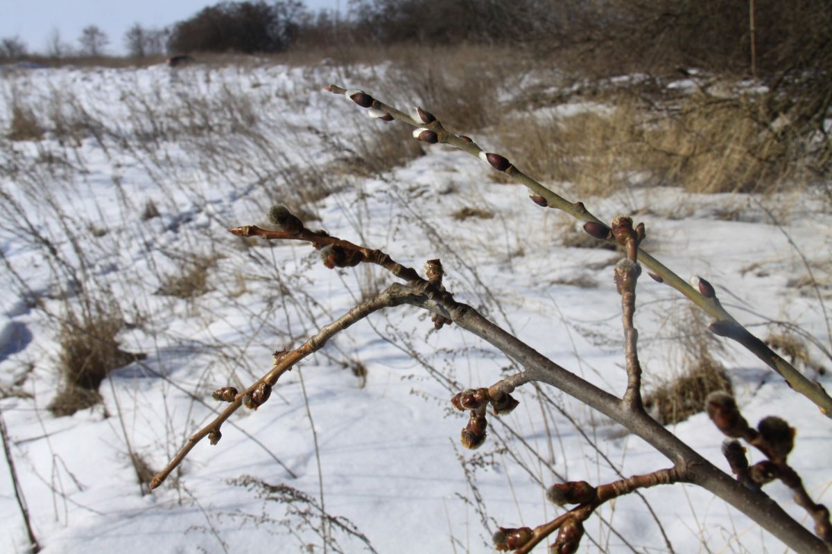 Выяснилось, на сколько дней задержится снег в Воронежской области